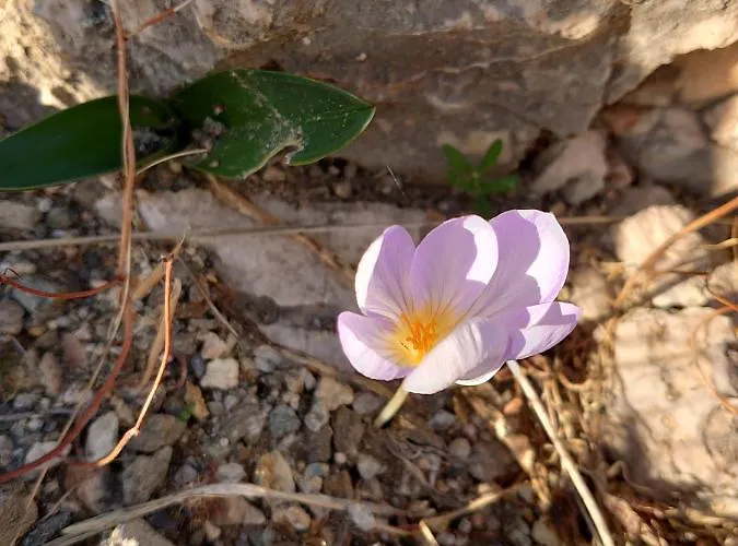 Chez Kiki Et Ioannis Εγκαρές