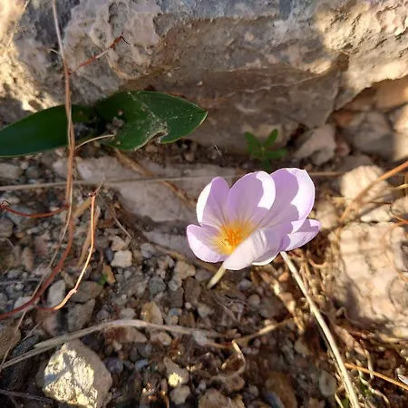 Chez Kiki Et Ioannis Εγκαρές